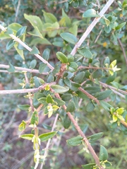 Olea europaea cuspidata