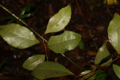 Elaeocarpus obovatus