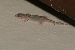 Chondrodactylus bibronii