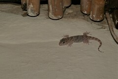 Chondrodactylus bibronii