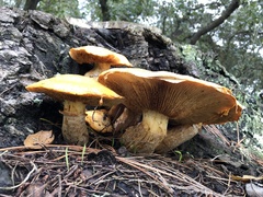 Gymnopilus ventricosus