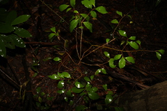 Elaeocarpus obovatus