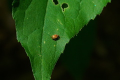 Demotina modesta