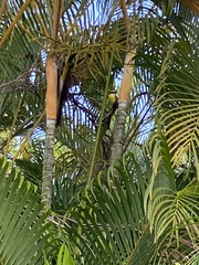 Pitangus sulphuratus