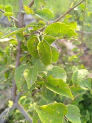 Celtis africana