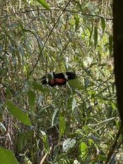 Heliconius hortense