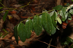Derris involuta