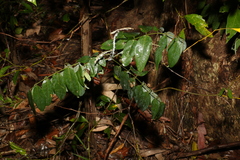Derris involuta