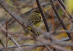 Setophaga palmarum hypochrysea