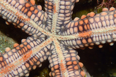 Nardoa tuberculata