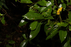 Cryptocarya triplinervis triplinervis