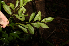 Cryptocarya triplinervis triplinervis