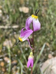 Primula tetrandra