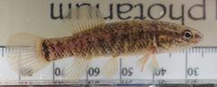 Umbra limi