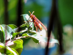 Polistes carnifex carnifex