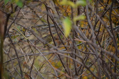 Setophaga palmarum hypochrysea