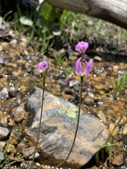 Primula tetrandra