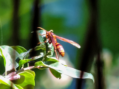 Polistes carnifex carnifex
