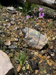 Primula tetrandra