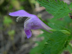 Lamium garganicum