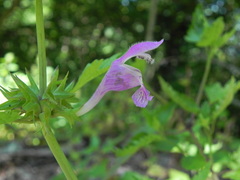 Lamium garganicum