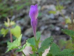 Lamium garganicum