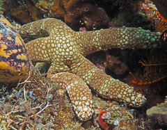 Nardoa tuberculata