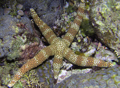 Nardoa tuberculata