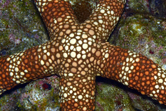 Nardoa tuberculata