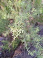 Indigofera hedyantha