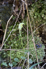 Pterostylis trullifolia