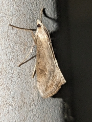 Evergestis isatidalis
