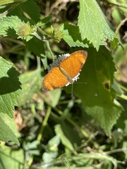 Tegosa anieta