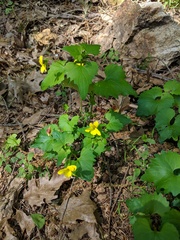 Viola lobata