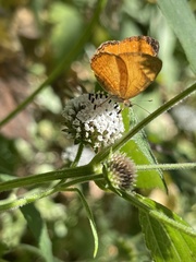 Tegosa anieta