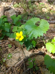 Viola lobata