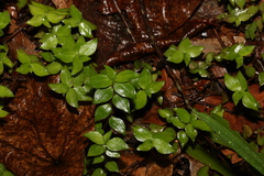 Callisia repens