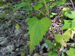 Lamium garganicum