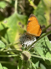 Tegosa anieta