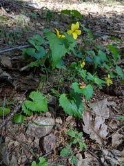 Viola lobata