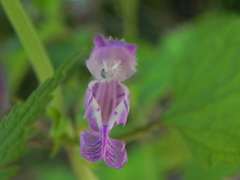 Lamium garganicum
