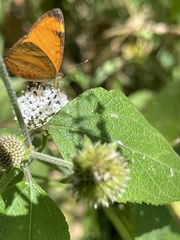 Tegosa anieta