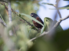 Sporophila angolensis