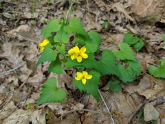 Viola lobata