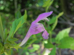 Lamium garganicum