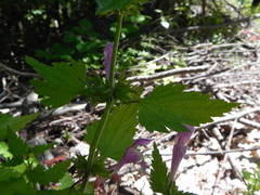 Lamium garganicum
