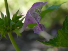 Lamium garganicum