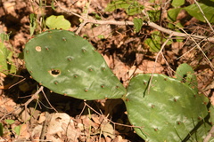 Opuntia macrorhiza