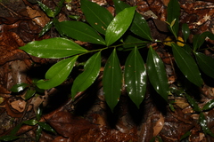 Cryptocarya laevigata