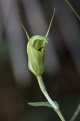 Pterostylis trullifolia
